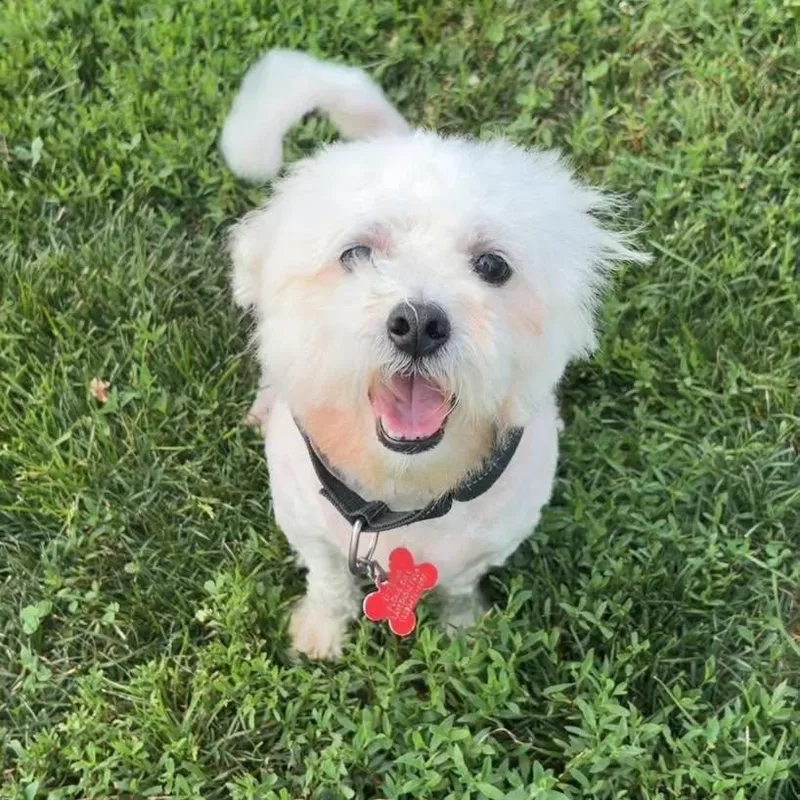 An adult small-sized male Shih Tzu dog named Mellow for adoption in Valparaiso, IN