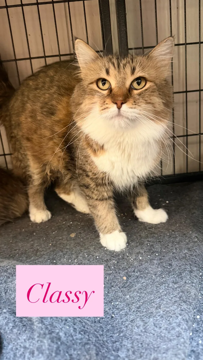 An adult medium-sized female Maine Coon cat named Classy for adoption in Crown Point, IN