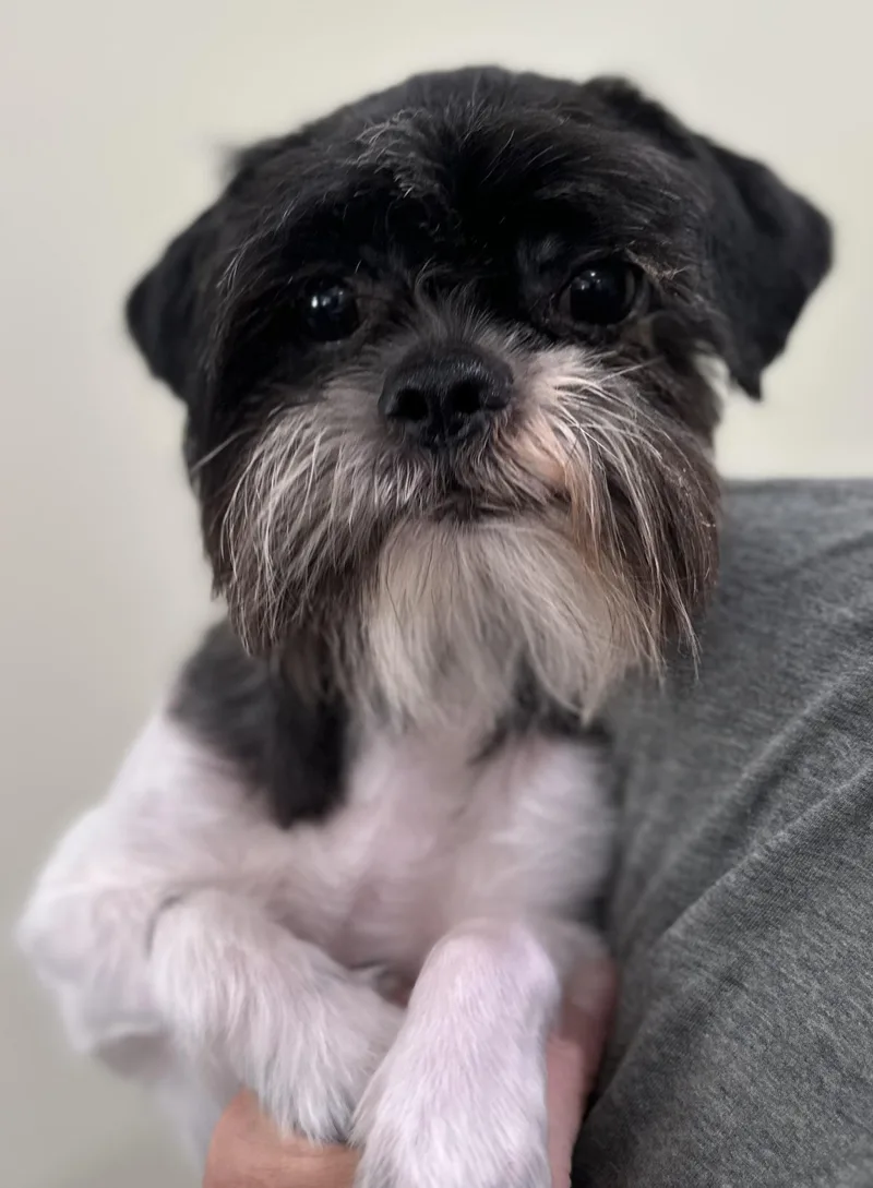 Mochi