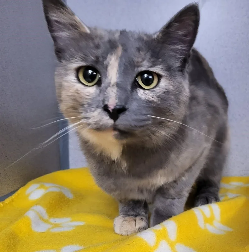 An adult medium-sized female Domestic Short Hair cat named Carrie for adoption in Canon City, CO