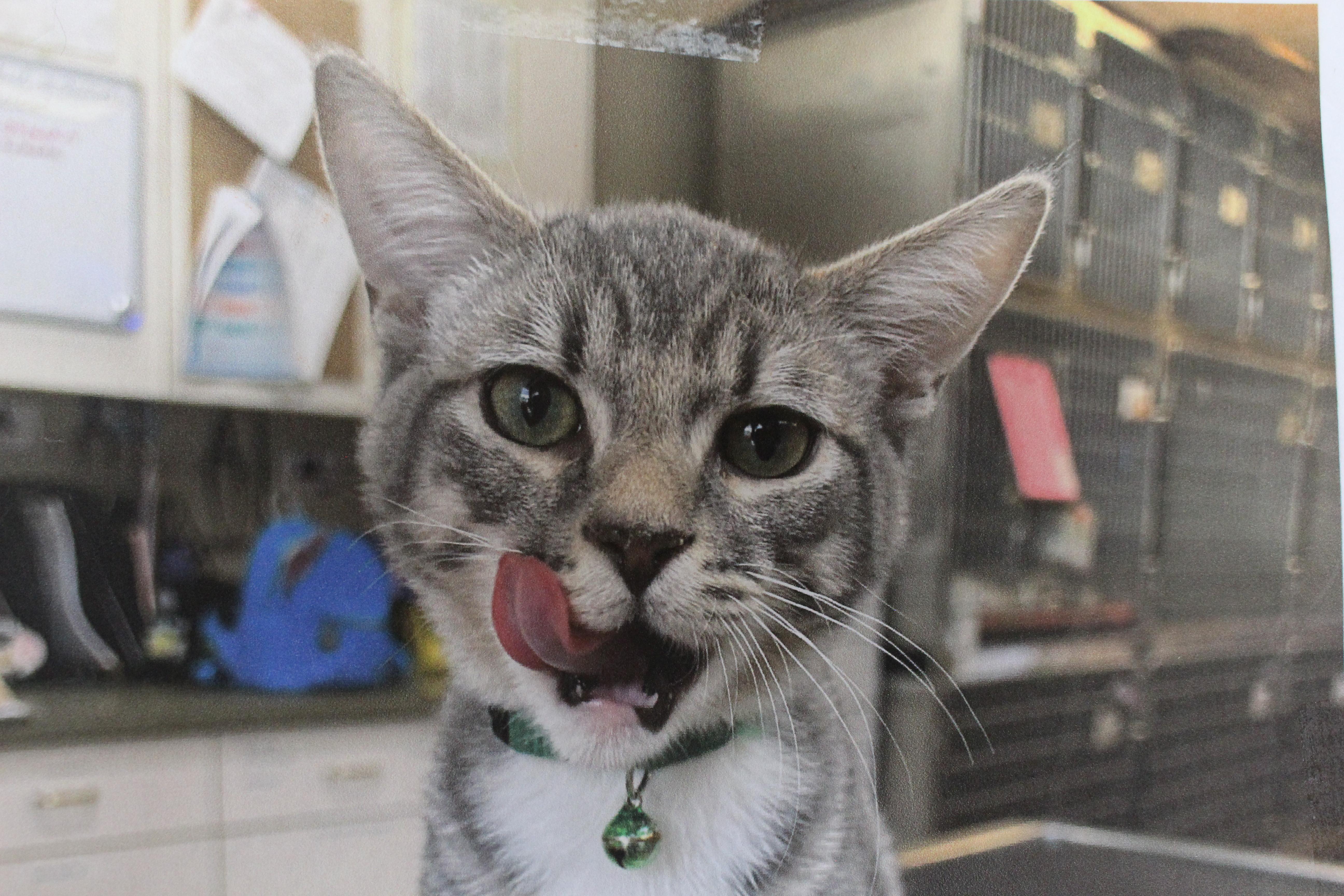 A baby large-sized male Tabby (Gray / Blue / Silver) Domestic Short Hair cat named 0822-2610 for adoption in Turlock, CA