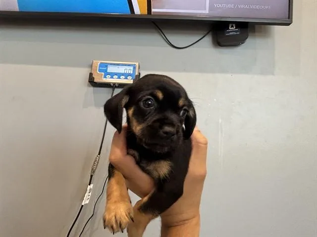 A baby small-sized male Chihuahua dog named Ross for adoption in Garland, TX
