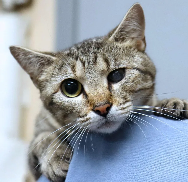 A young medium-sized female Tabby (Brown / Chocolate) Domestic Short Hair cat named Mabel for adoption in Kansas City, KS
