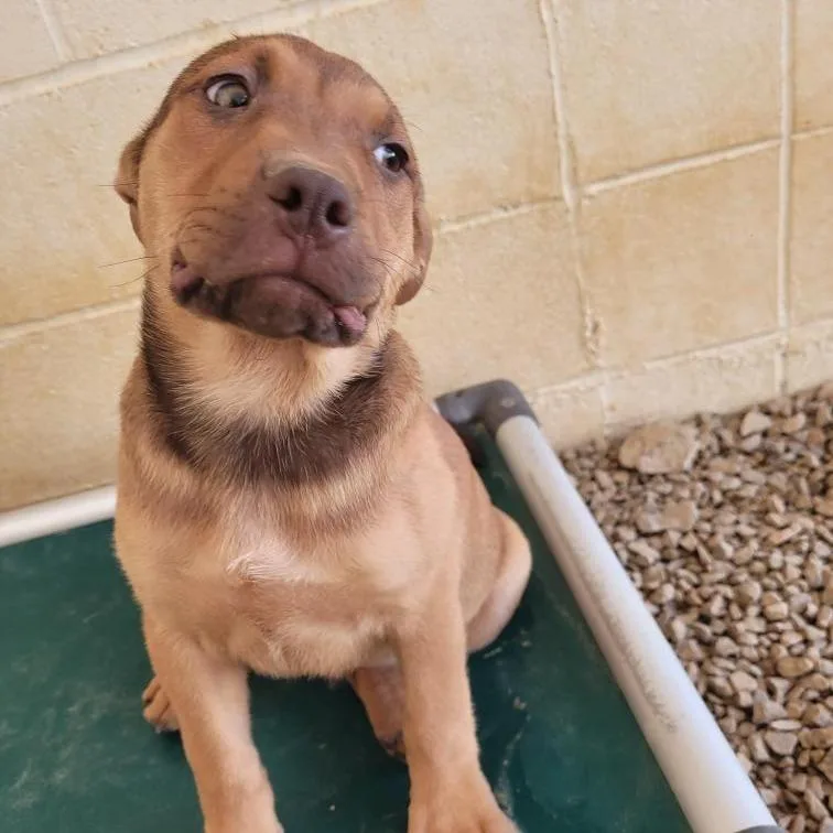 A baby small-sized male Brindle Terrier dog named Forest for adoption in LOXAHATCHEE, FL