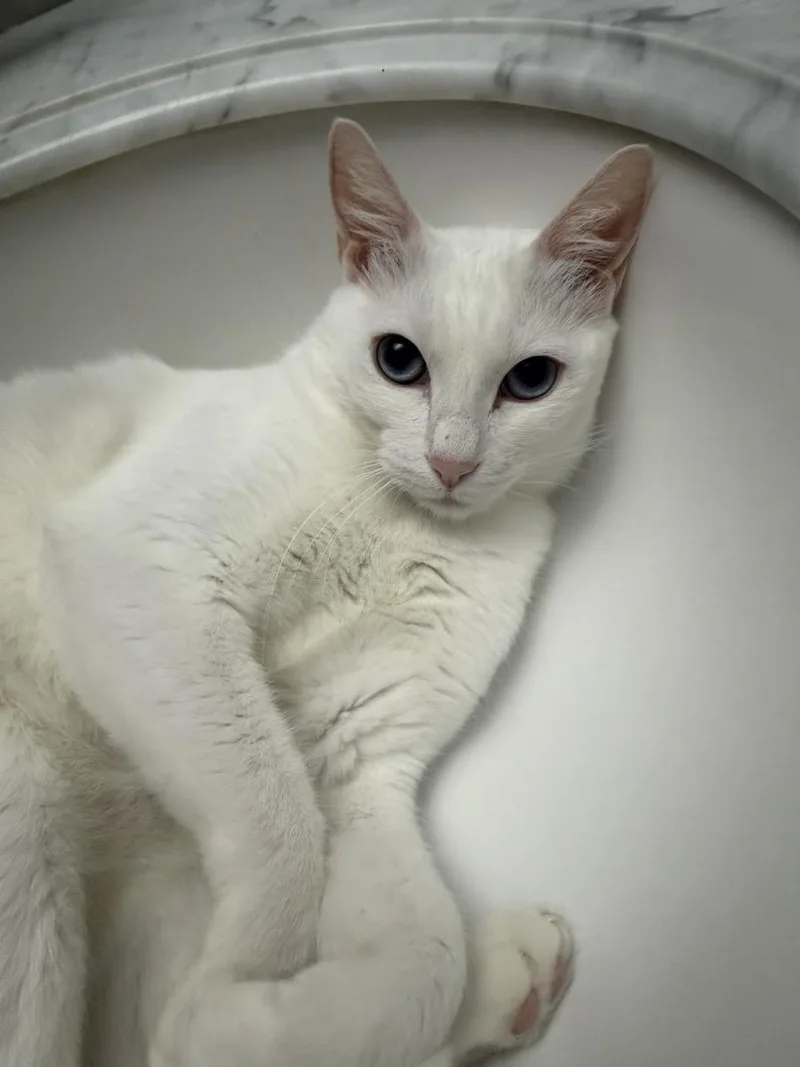An adult medium-sized female Domestic Short Hair cat named Miss Mayo for adoption in Chandler, AZ