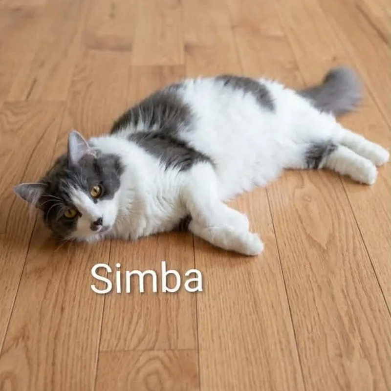Simba