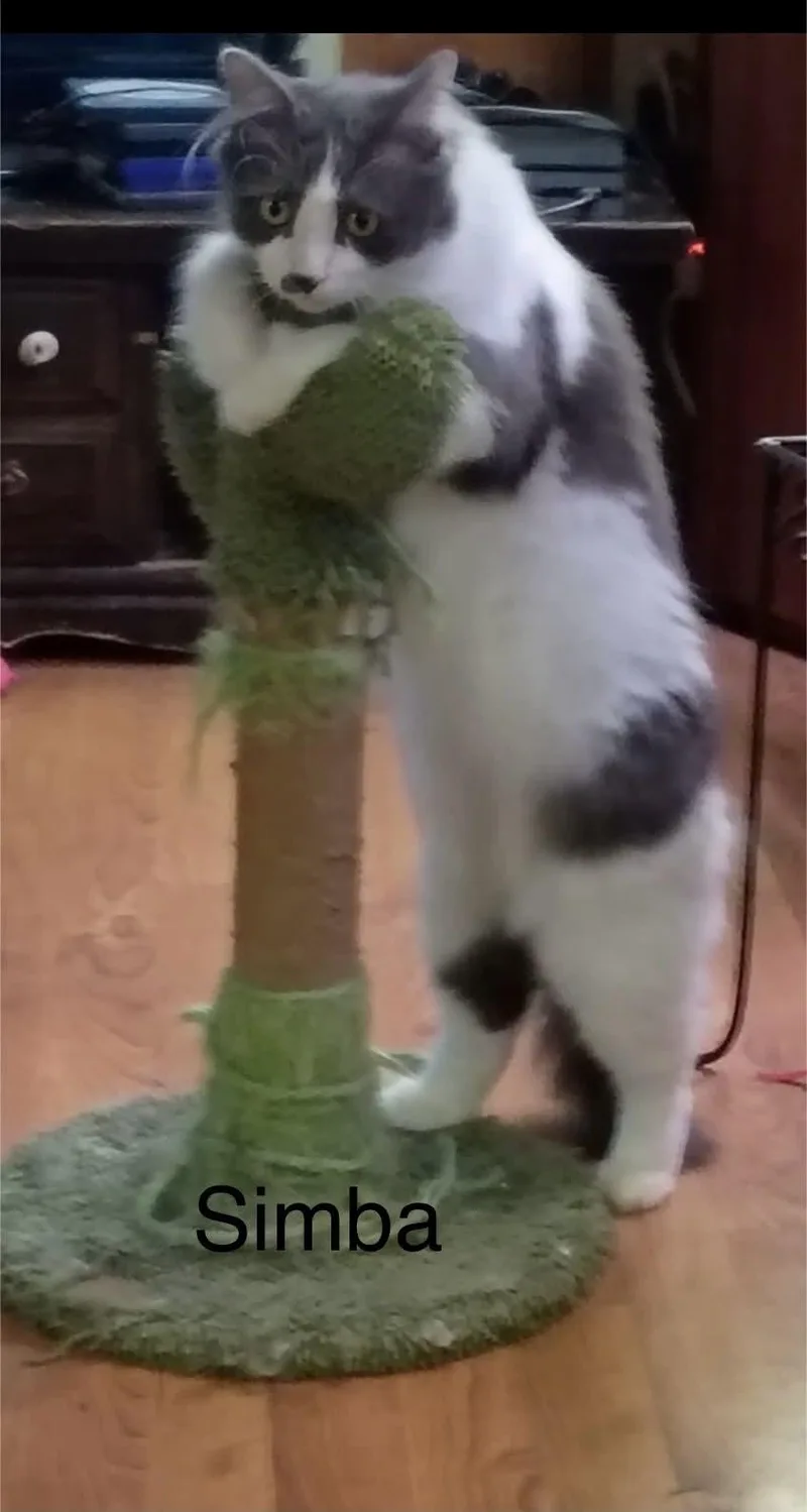 Simba thumbnail 2