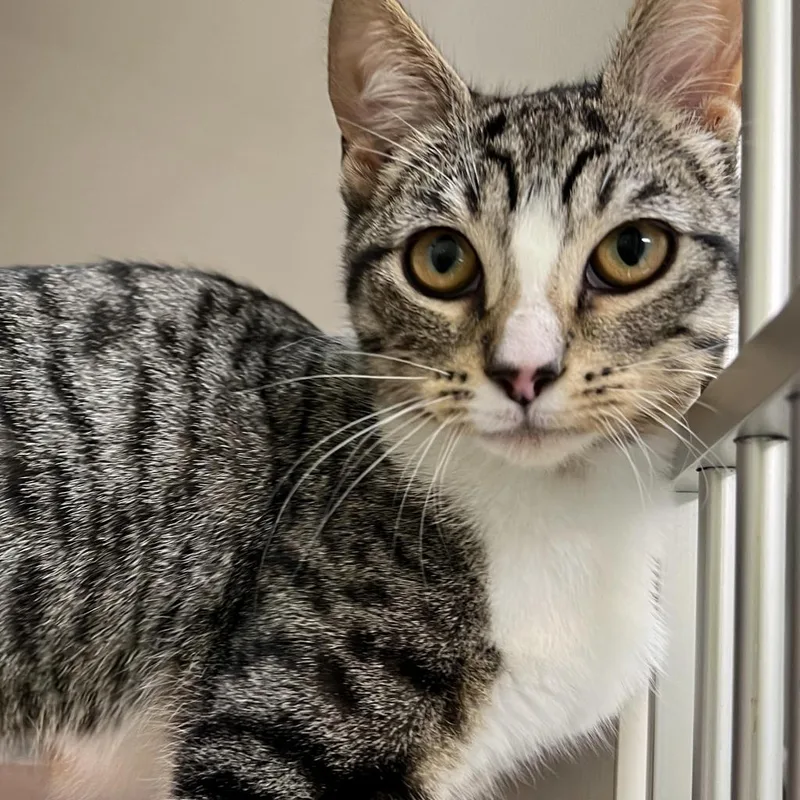 An adult large-sized female Brown / Chocolate Domestic Short Hair cat named Michelle for adoption in Redwood City, CA