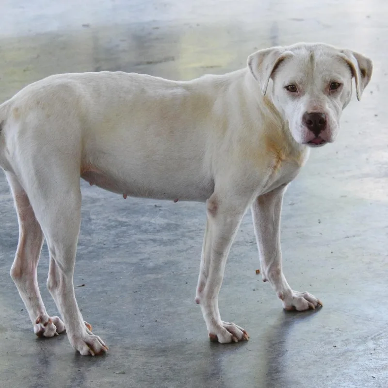 An adult medium-sized female White / Cream Mixed Breed dog named Eloise for adoption in Columbus, NC