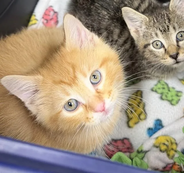 A baby small-sized male Domestic Long Hair cat named Spud for adoption in Ames, IA