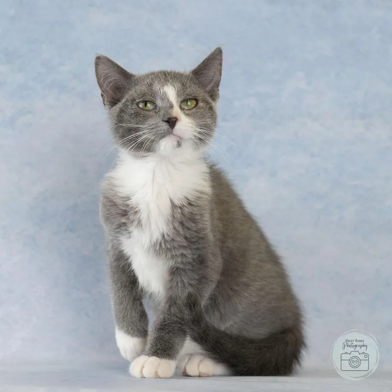 A baby medium-sized female Gray & White Domestic Short Hair cat named Minnie for adoption in Blairsville, PA