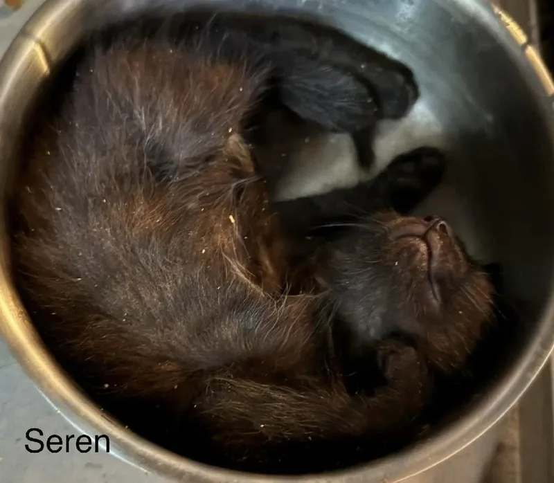 A baby small-sized female Black Domestic Short Hair cat named Seren for adoption in Safety Harbor, FL
