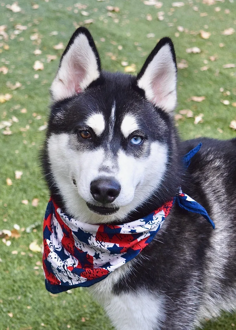 A young medium-sized male Black Siberian Husky dog named Kip for adoption in Dublin, CA