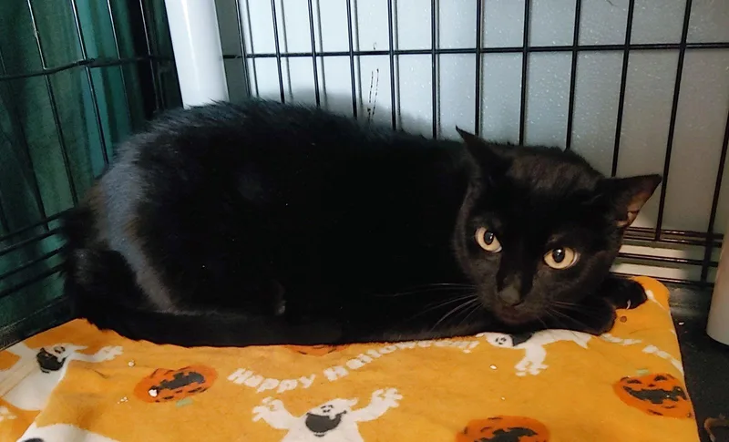 An adult large-sized female Black Domestic Medium Hair cat named Stormy for adoption in Pompano Beach, FL