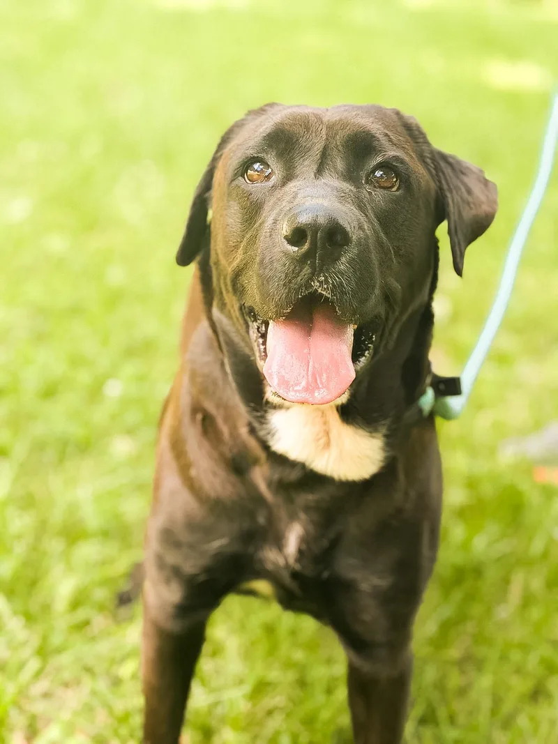 An adult medium-sized female Black Labrador Retriever dog named Pepper Transport for adoption in Gradyville, KY
