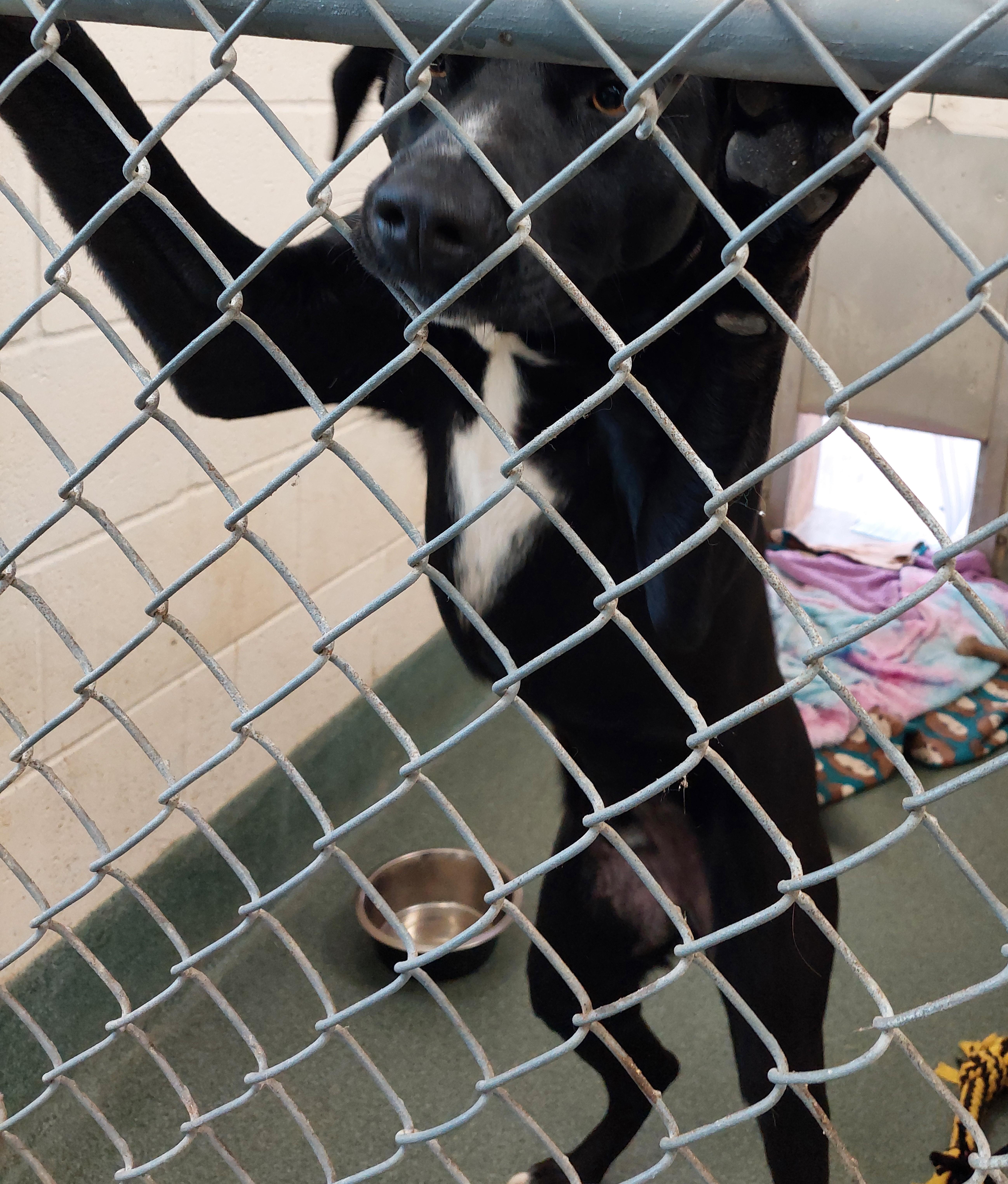 Reynolds thumbnail 2