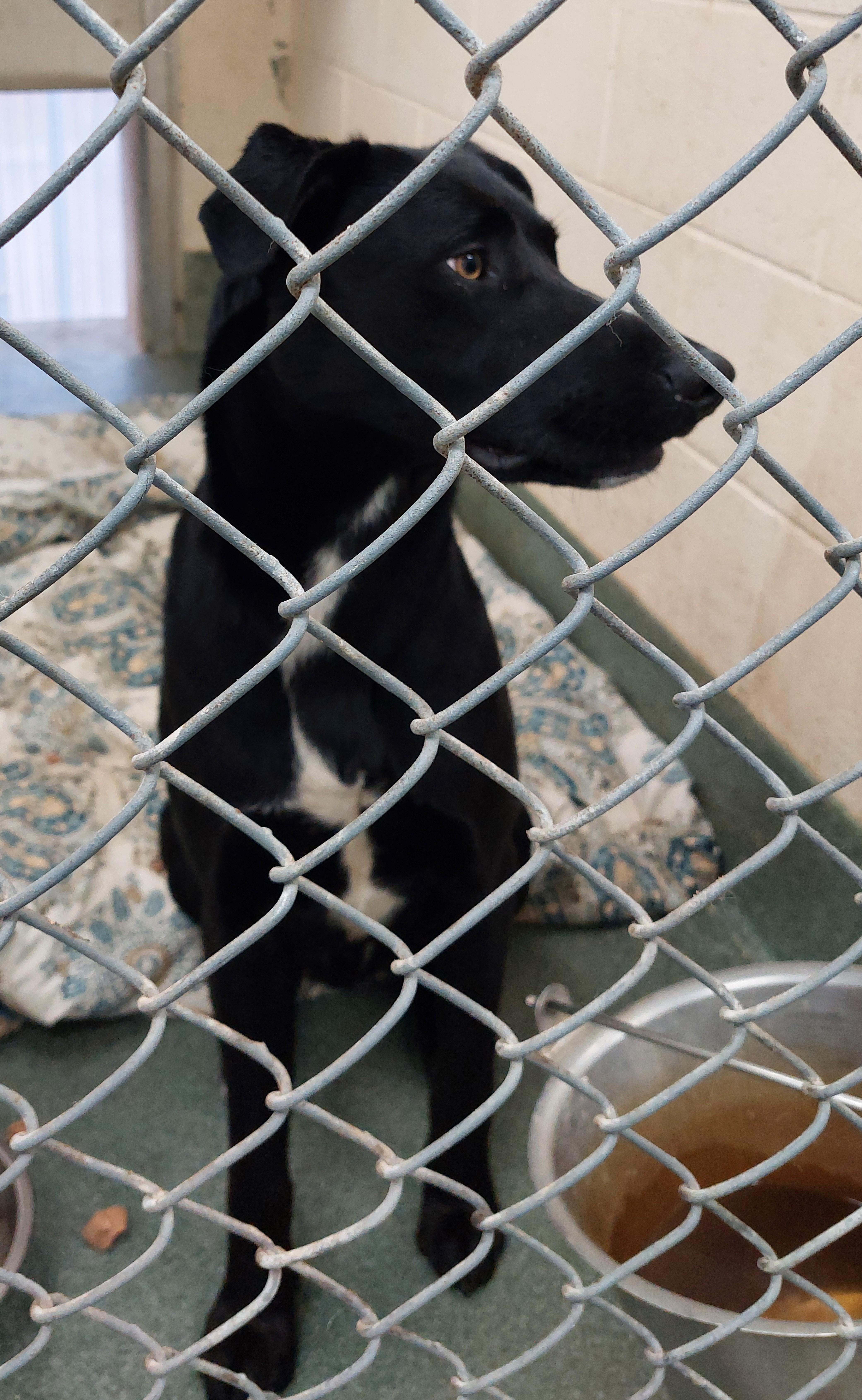 Reynolds thumbnail 3