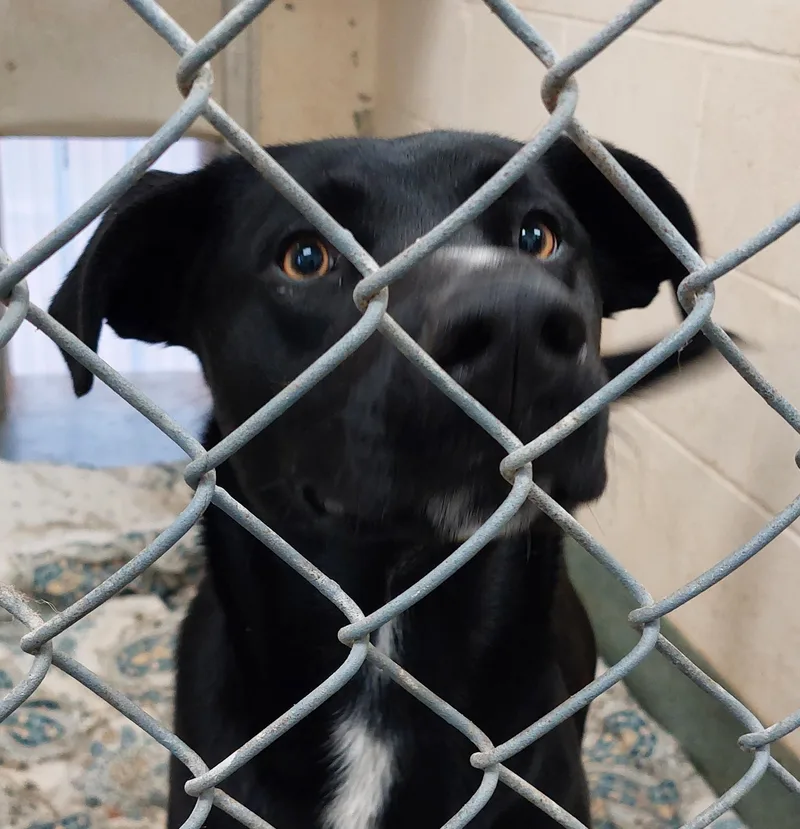 A young medium-sized male Black Mixed Breed dog named Reynolds for adoption in Rehoboth, MA