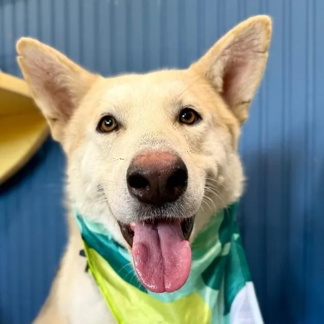 An adult large-sized male White / Cream German Shepherd Dog dog named Titan The Toasted Marshmallow for adoption in Friendswood, TX