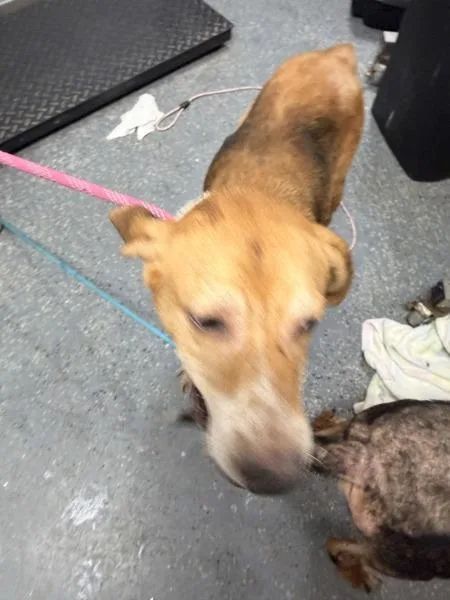 An adult large-sized male Hound dog named Frito for adoption in Morristown, TN