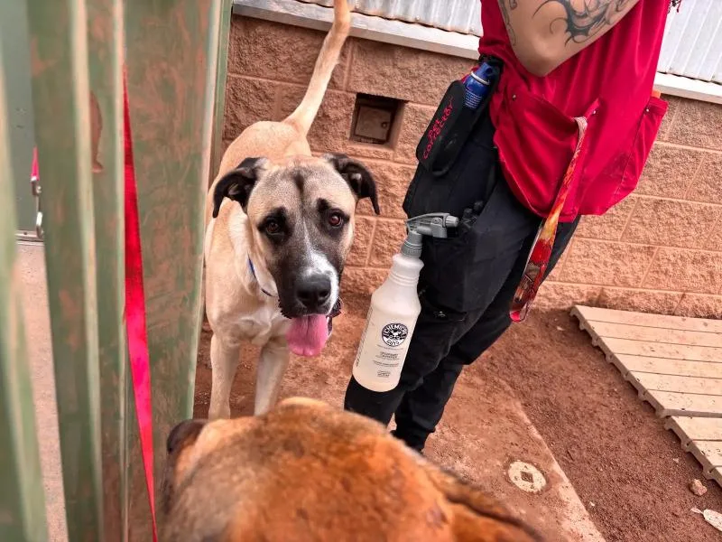 An adult large-sized male Yellow / Tan / Blond / Fawn Mixed Breed dog named Great Bambino for adoption in Hobbs, NM