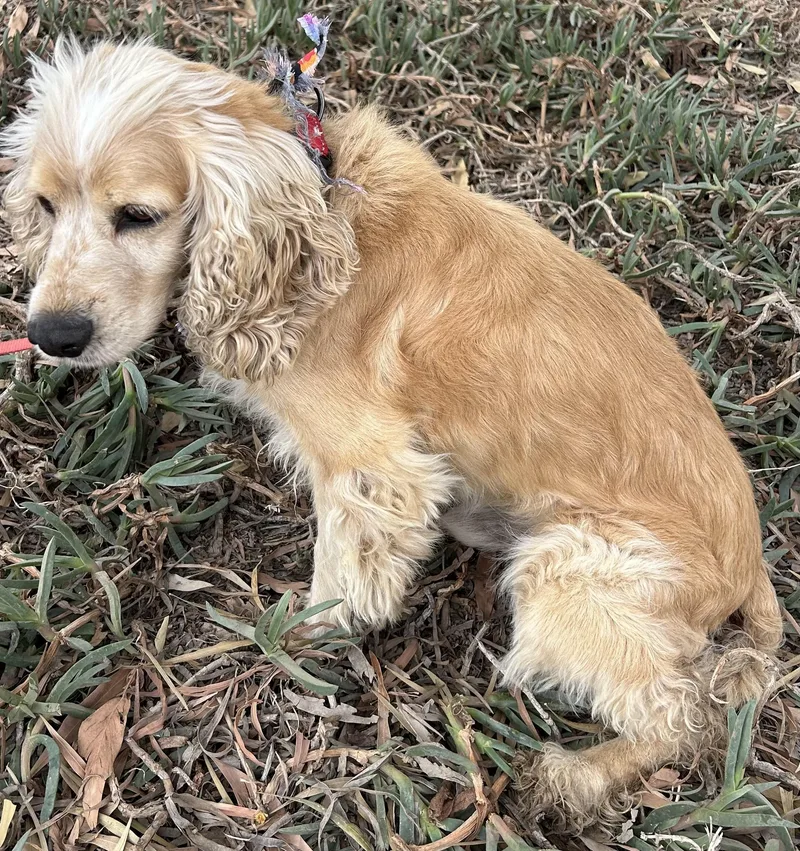 An adult small-sized male Apricot / Beige Cocker Spaniel dog named Rocko for adoption in Bell Gardens, CA