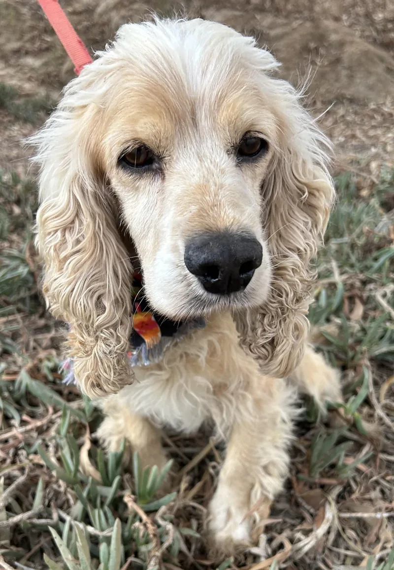 Rocko thumbnail 3