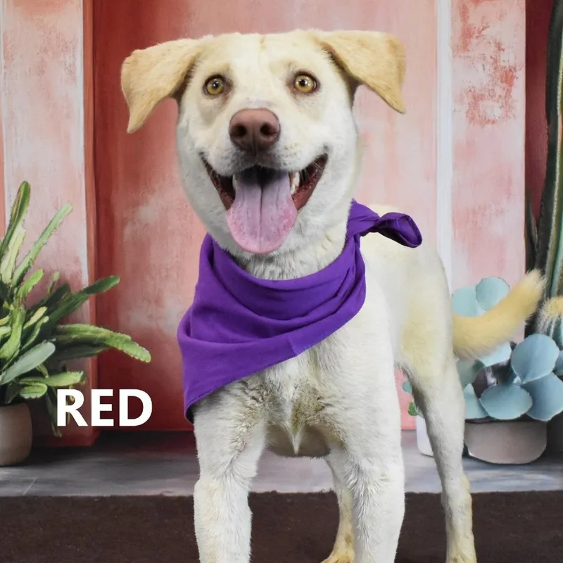 A young medium-sized male Labrador Retriever dog named Simon for adoption in Yuma, AZ