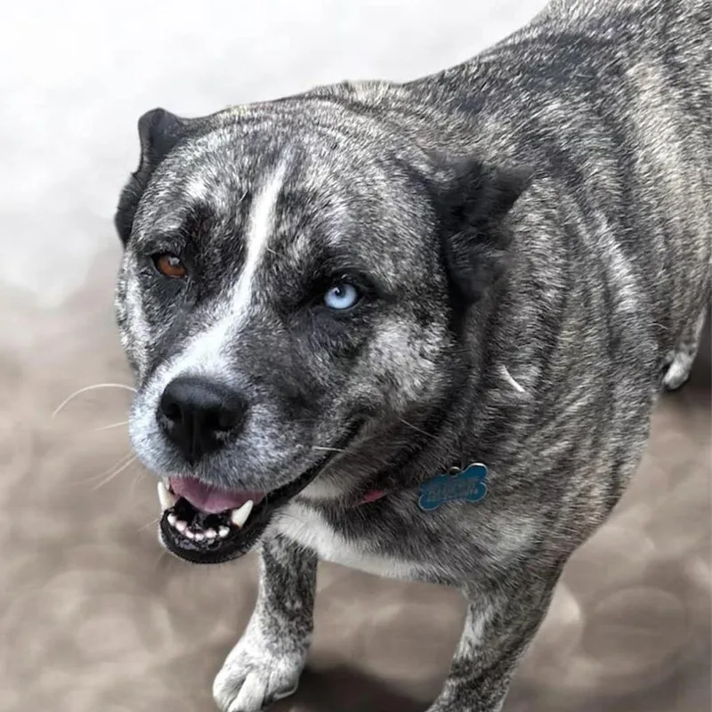 An adult medium-sized female Brindle Australian Cattle Dog / Blue Heeler dog named Jada for adoption in Sequatchie, TN