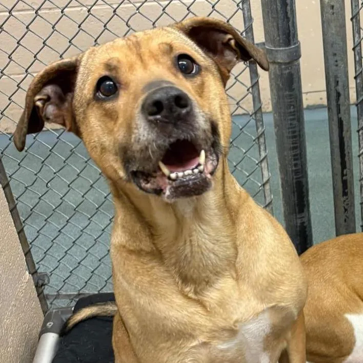 An adult medium-sized female Yellow / Tan / Blond / Fawn Hound dog named Juliette for adoption in Martinsville, VA