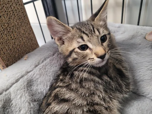 A baby small-sized male Domestic Short Hair cat named Niheim for adoption in San Pedro, CA