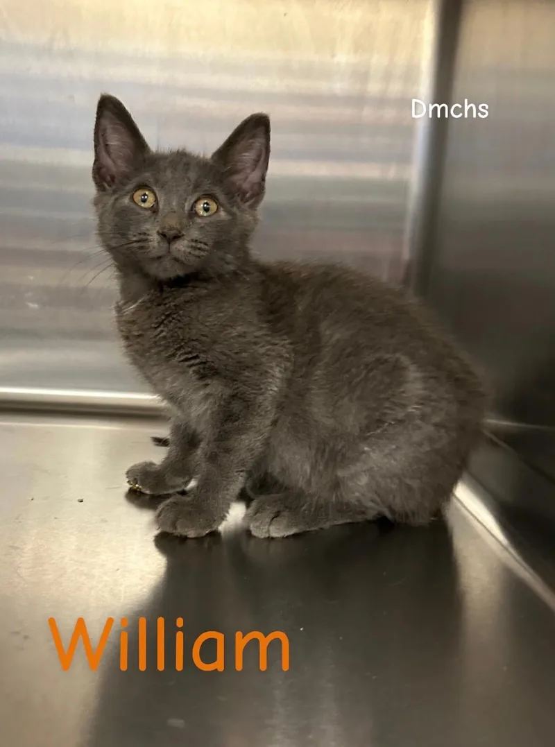A baby small-sized male Gray / Blue / Silver Domestic Short Hair cat named William for adoption in Burlington, IA