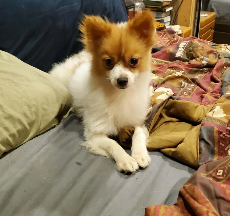 A young small-sized male Apricot / Beige Pomeranian dog named Andy for adoption in Melbourne, KY