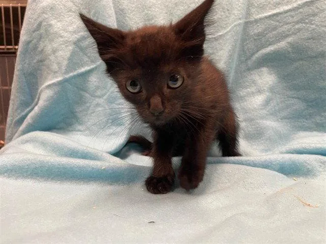 A baby small-sized male Black Domestic Short Hair cat named Donnie for adoption in Tavares, FL