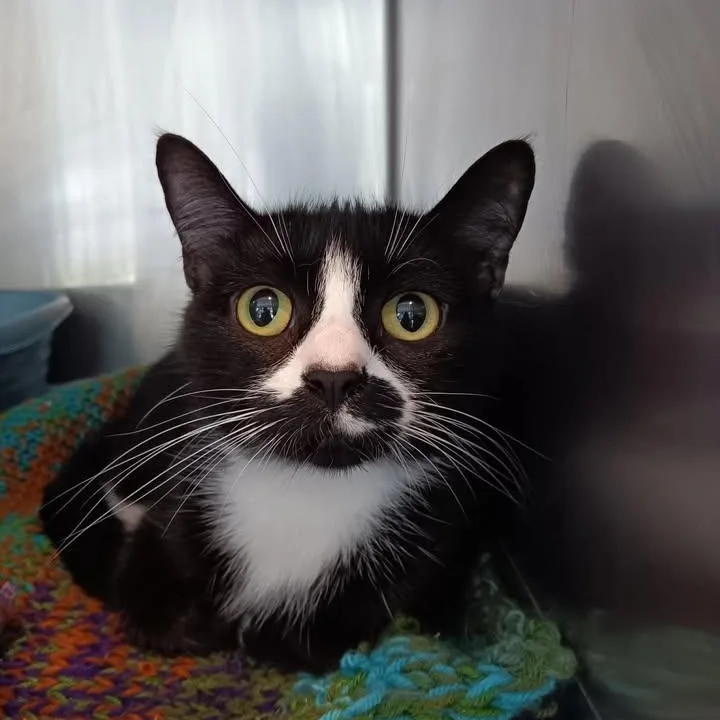 An adult medium-sized female Black & White / Tuxedo Domestic Short Hair cat named Katara for adoption in Winthrop, ME