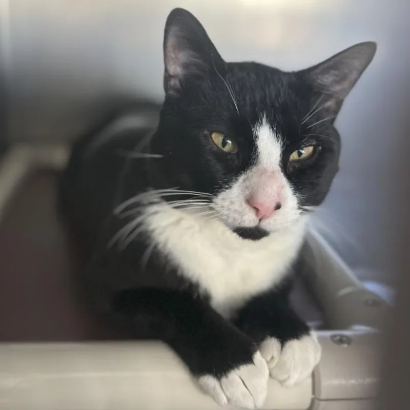 An adult small-sized male Black Domestic Short Hair cat named Lamar for adoption in Walden, NY