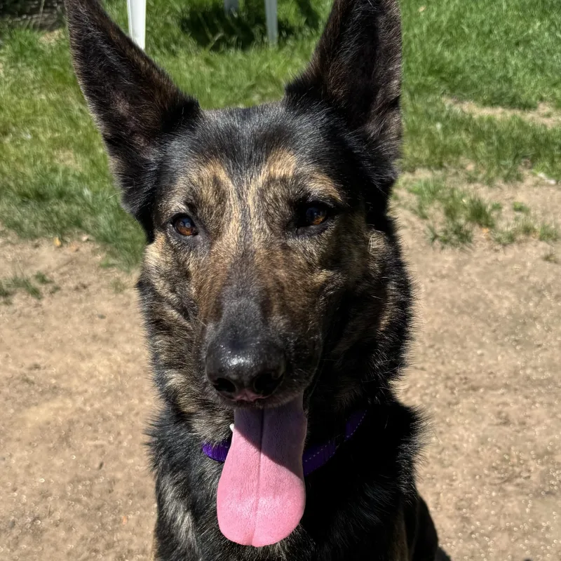 An adult medium-sized male Sable Dutch Shepherd dog named Chetan for adoption in Amery, WI