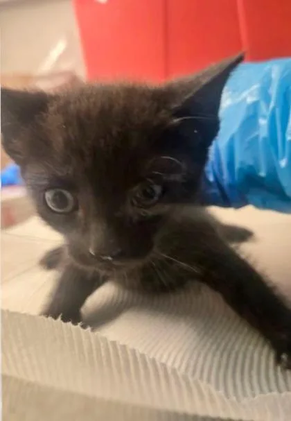 A baby small-sized female Domestic Short Hair cat named Izzy for adoption in Fresno, CA