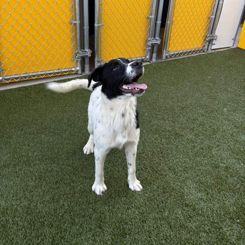 A young medium-sized male Black Labrador Retriever dog named Brad for adoption in Falls Church, VA