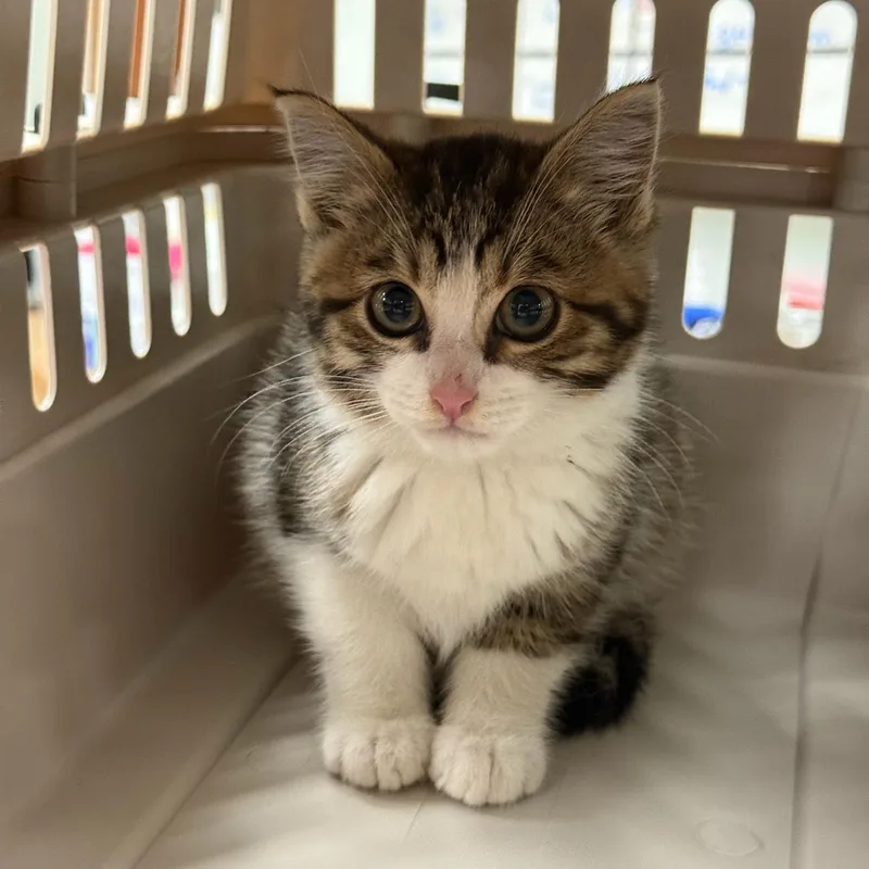 A baby small-sized female Tabby (Gray / Blue / Silver) British Shorthair cat named Cosmic for adoption in Kent, WA