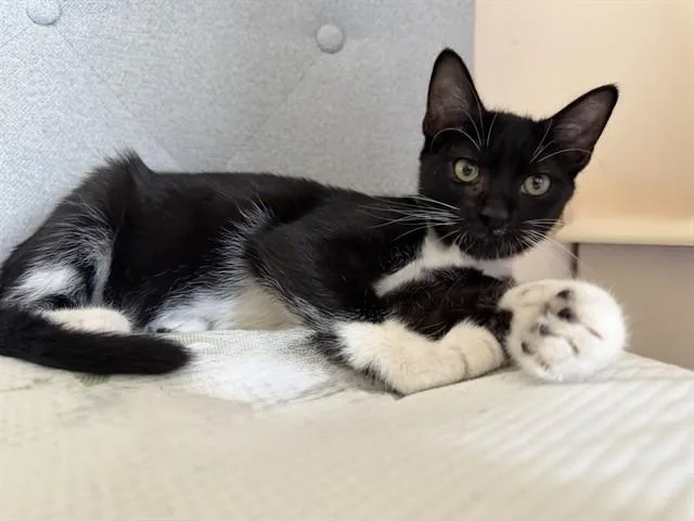 Josie