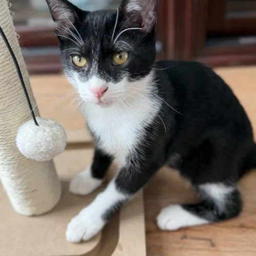 A baby small-sized male Domestic Short Hair cat named Snoopy for adoption in Fishers, IN