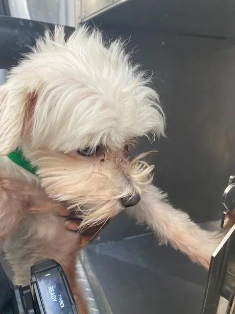 A young small-sized male Maltese dog named Montana for adoption in Dallas, TX