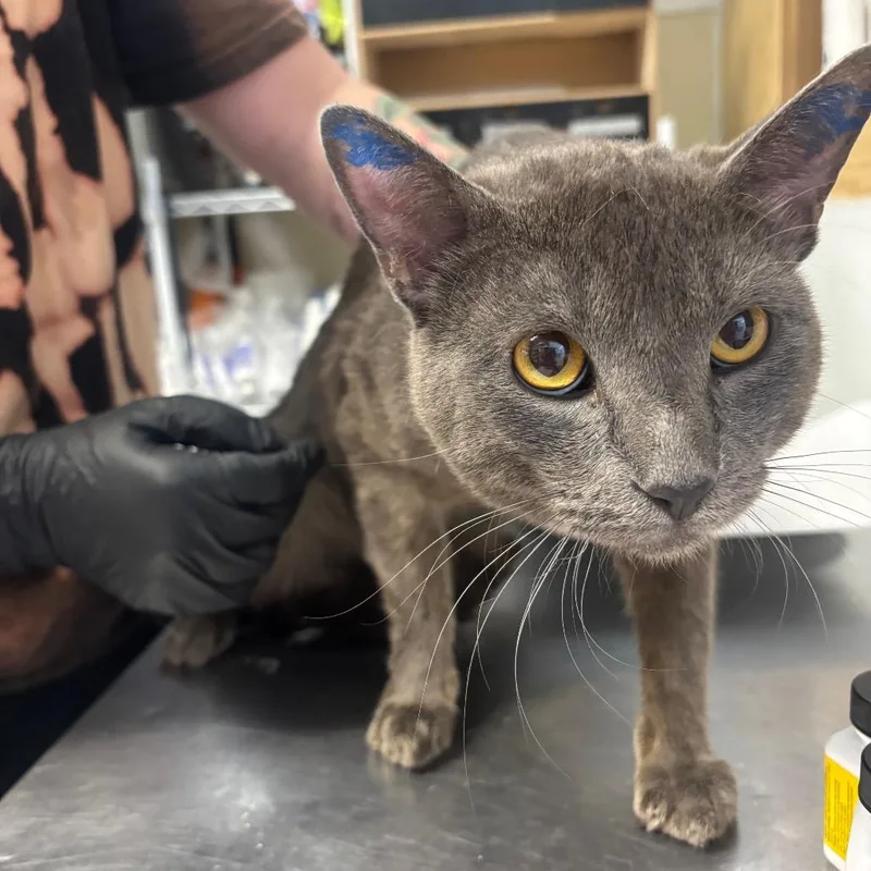 A young large-sized male Gray / Blue / Silver Domestic Short Hair cat named Legacy for adoption in Point Richmond, CA