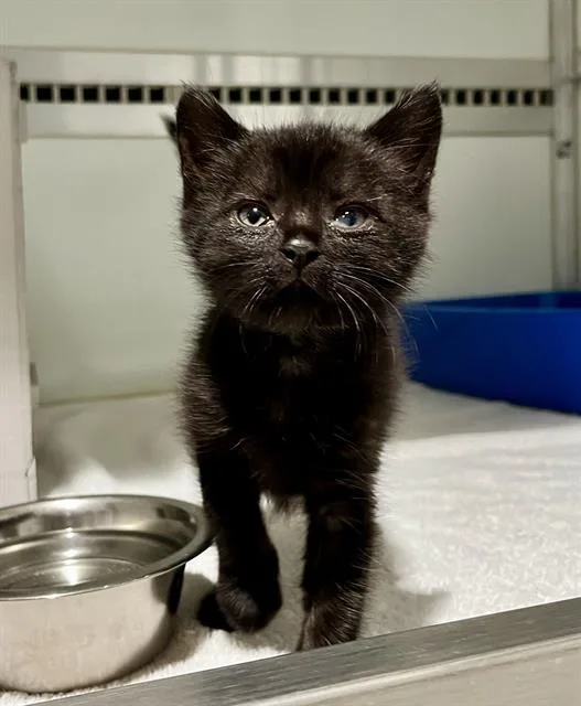 A baby small-sized female Domestic Short Hair cat named Eclipse for adoption in San Francisco, CA