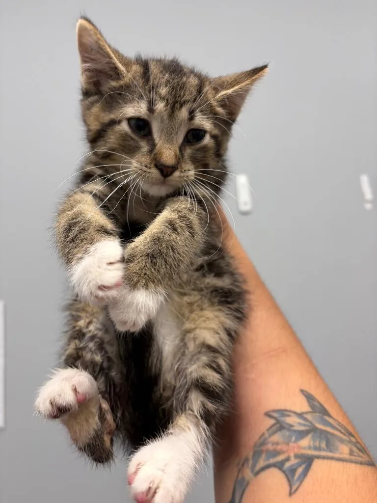 A baby medium-sized male Domestic Short Hair cat named Spinach for adoption in Bloomington, IN