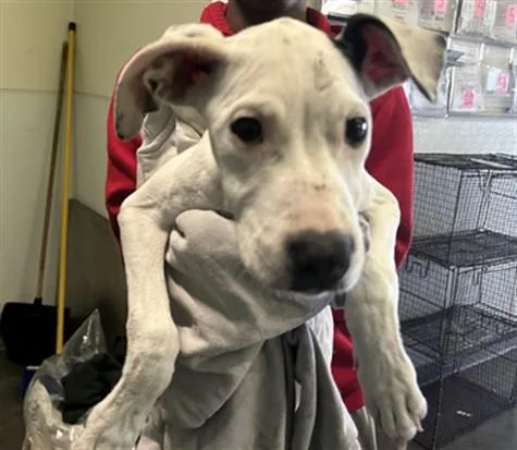 A baby medium-sized female Pit Bull Terrier dog named Blanca for adoption in Los Angeles, CA