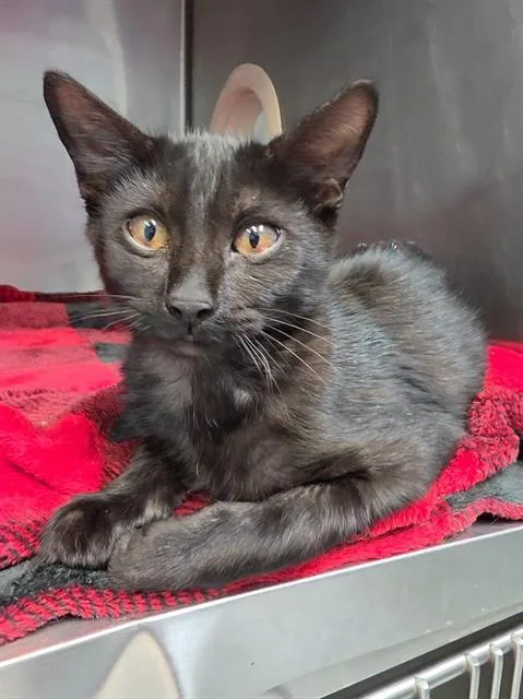 A young small-sized male Domestic Short Hair cat named Korvo for adoption in Fort Walton Beach, FL