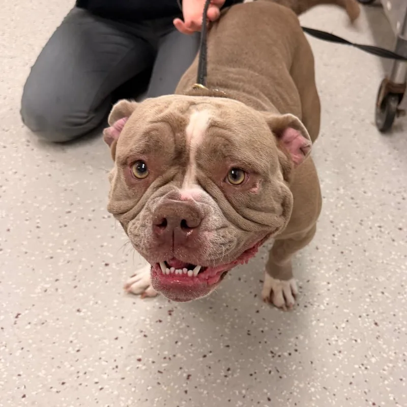 An adult medium-sized female Yellow / Tan / Blond / Fawn Pit Bull Terrier dog named Dusty for adoption in Indianapolis, IN