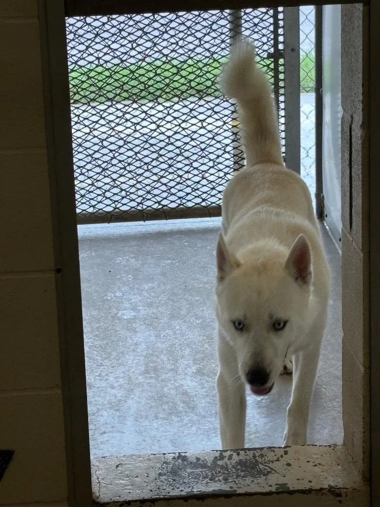 Hachi Coco